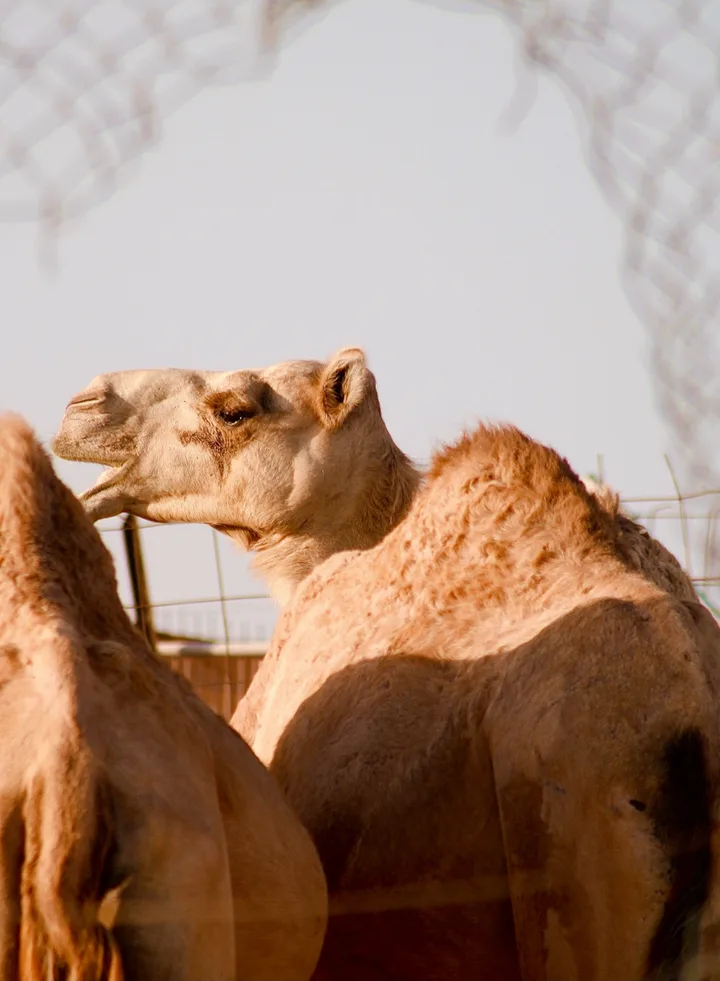 Dubai photograph 4 by Kenza Benaouda